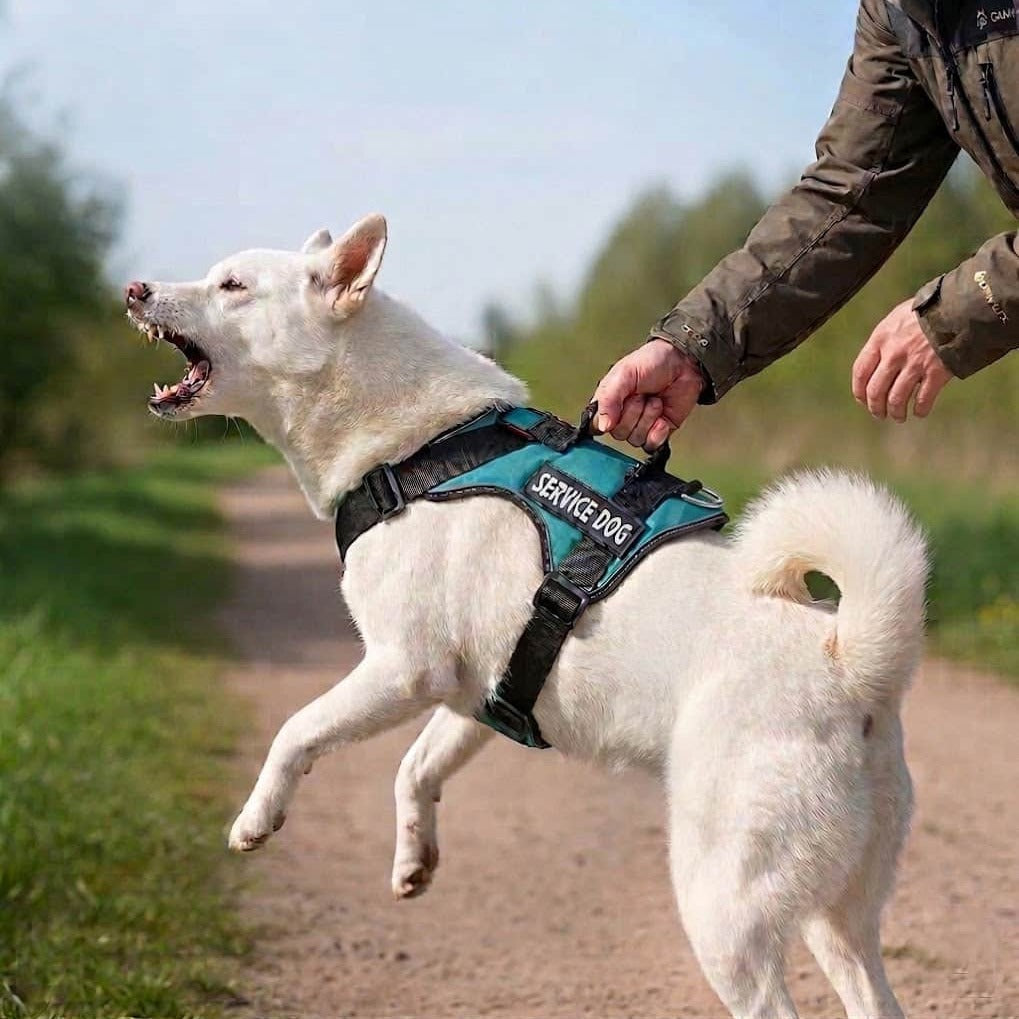 Chien blanc retenu par la poignée dorsale du harnais turquoise