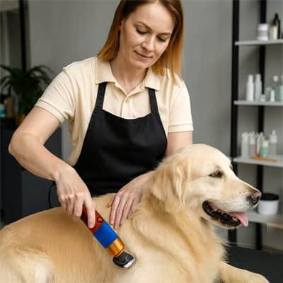 tondeuse pour chien labrador