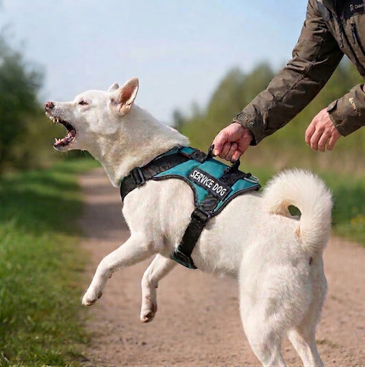 Harnais à chien | Confort Anti-Traction