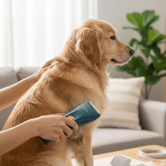 Tondeuse pour chien