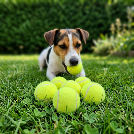 Balle de tennis pour chien : Jack Russell couché dans l'herbe avec ses petites balles jaunes de 5 cm