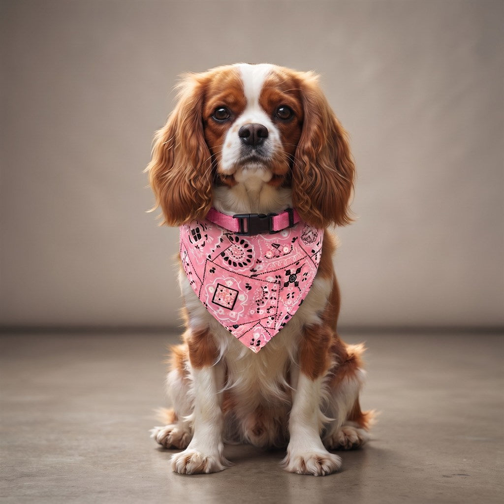 Cavalier King Charles portant le collier bandana rose à motif noir et blanc