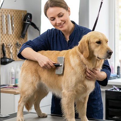 Brosse à Chien a poil cour