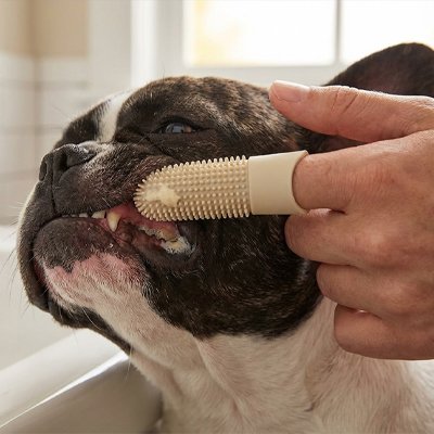 Chien détendu pendant le brossage dentaire quotidien