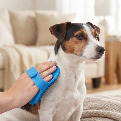 Jack Russell brossé sur le poitrail avec la brosse bleue tenue par sa sangle