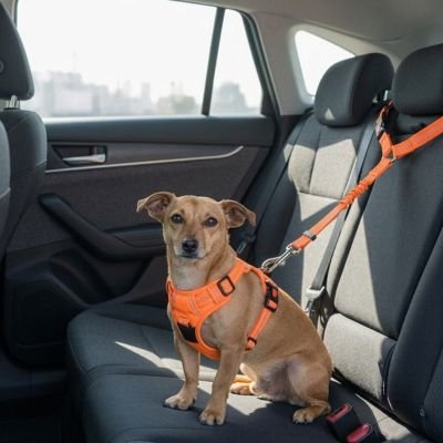 Petit chien attaché sur la banquette arrière avec la ceinture de sécurité orange