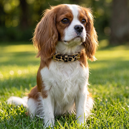 Collier chien léopard porté en promenade