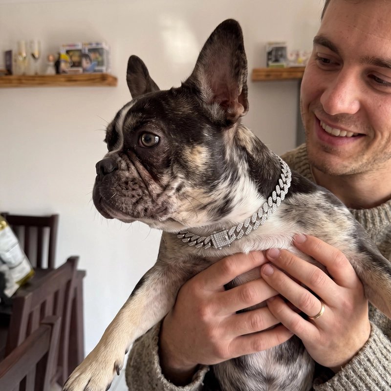 Bouledogue français avec son collier chaîne cubaine argenté