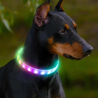 Dobermann portant le collier LED pour chien multicolore