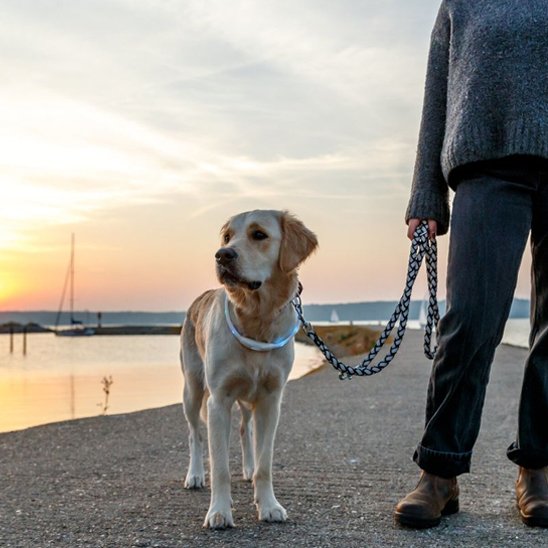 Chien en promenade au coucher du soleil avec son collier pour chien