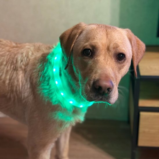 Labrador portant le collier LED pour chien allumé en vert
