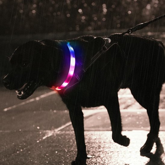Chien noir en promenade de nuit avec son collier lumineux LED