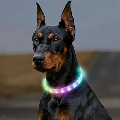 collier LED lumineux pour chien, visibilité nocturne