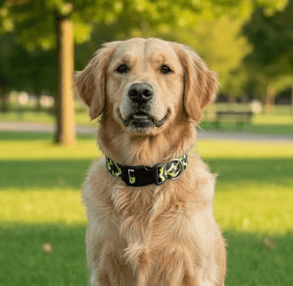 collier pour chien de couleur 
