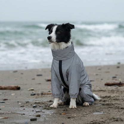 Jeune border collie assis sur une plage par temps venteux, en combinaison imperméable grise 4 pattes