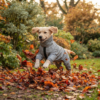 Chiot golden retriever en combinaison imperméable grise qui bondit dans les feuilles mortes