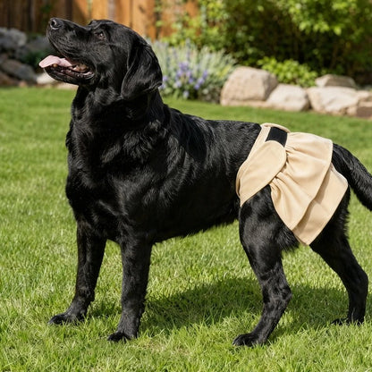 Labrador noir portant la culotte hygiénique beige dans le jardin