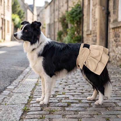Border collie en culotte hygiénique beige dans une rue pavée