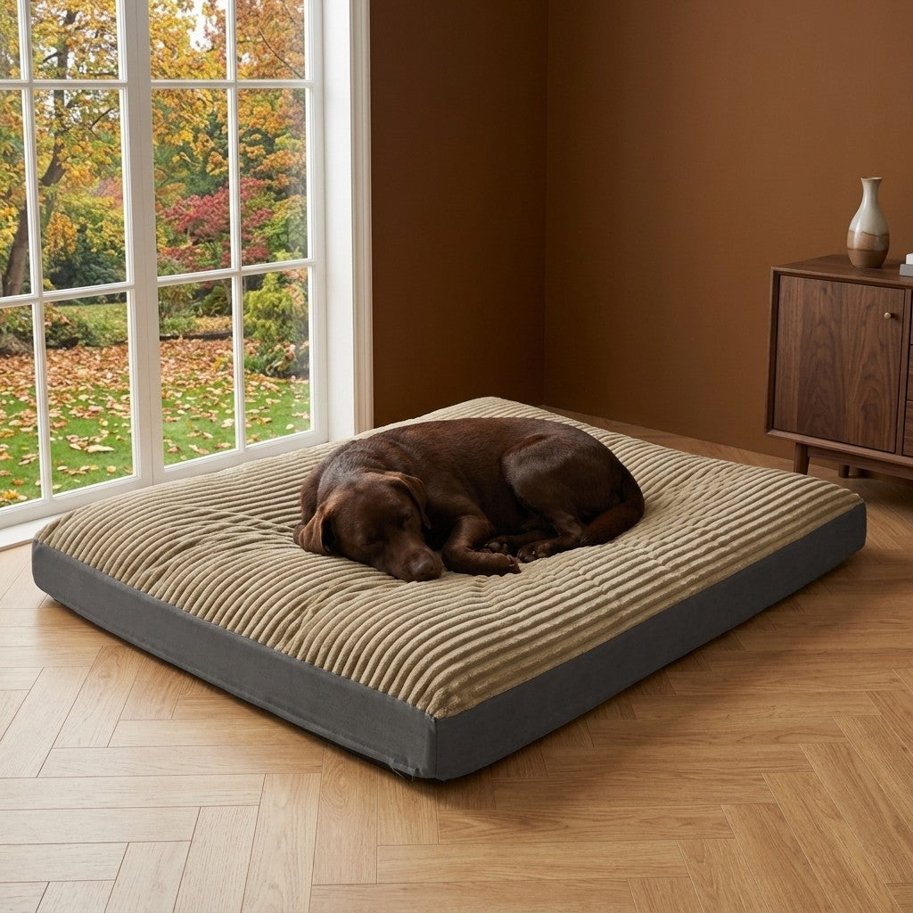Labrador chocolat endormi en boule sur le grand coussin kaki près d'une fenêtre