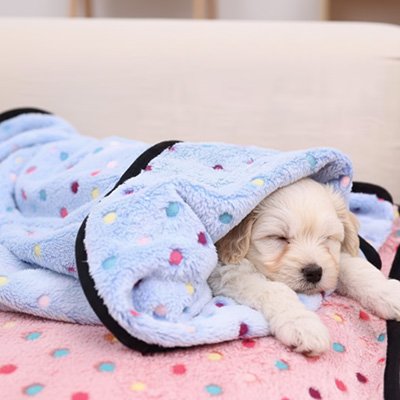 Chiot blotti sous un plaid bleu à pois colorés
