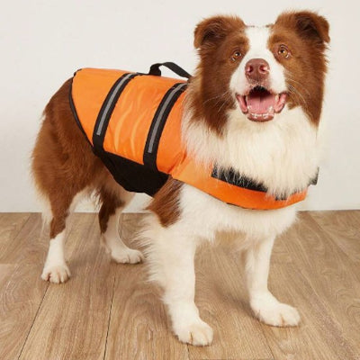 gilet de sauvetage chien