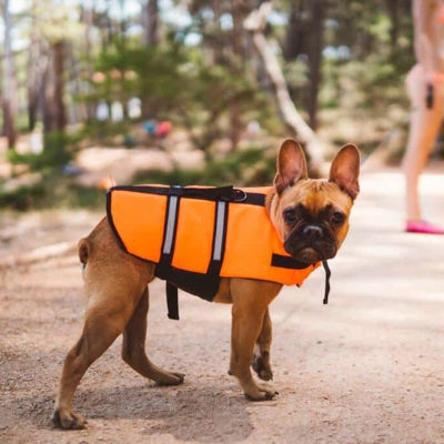 gilet de sauvetage chien
