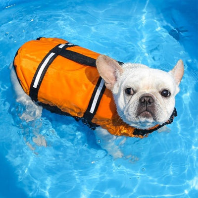 Gilet de sauvetage Chien