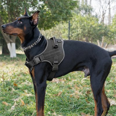 Harnais chien grande taille B-A