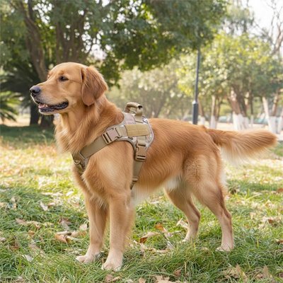 Harnais chien pour labrador