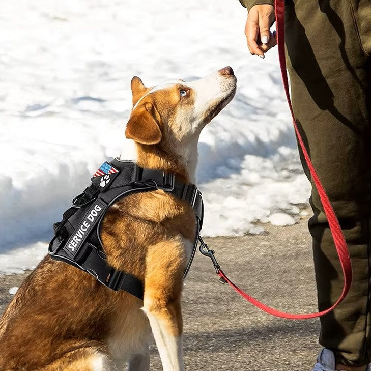Harnais pour chien anti-traction noir à patchs Service Dog porté par un chien assis dans la neige
