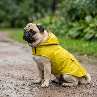 imperméable jeune pour petit chien​ 
