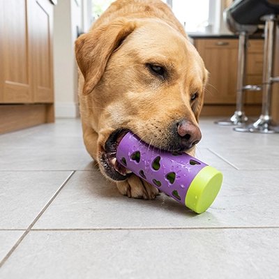 Chien qui mâchouille le jouet distributeur violet et vert