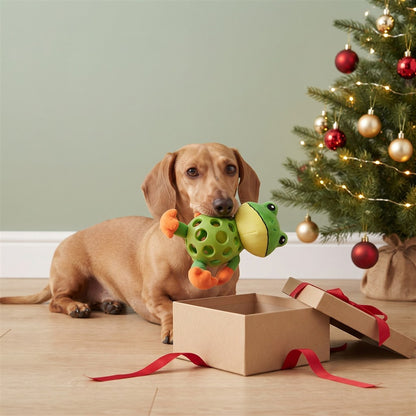 Teckel qui sort sa grenouille en peluche couinante d'un paquet cadeau au pied du sapin de Noël
