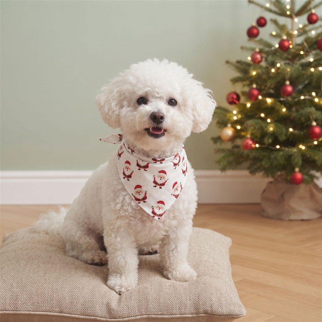 Bichon frisé assis sur un coussin avec un bandana blanc à petits Pères Noël noué sur la nuque