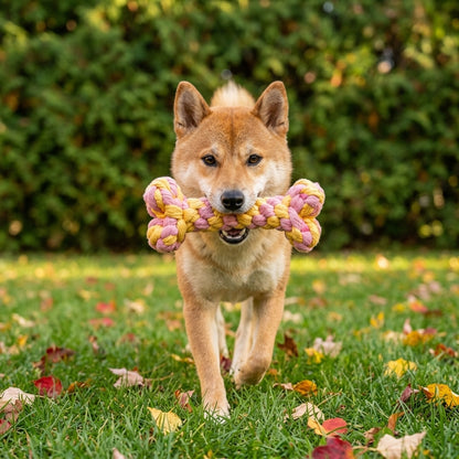 Shiba qui rapporte son os tressé rose et jaune dans un jardin d'automne