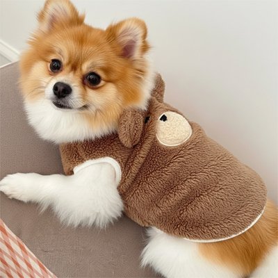 Spitz allongé portant le pull peluche ourson marron
