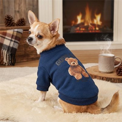 Pull pour chien motif ourson bleu porté par un chihuahua devant la cheminée