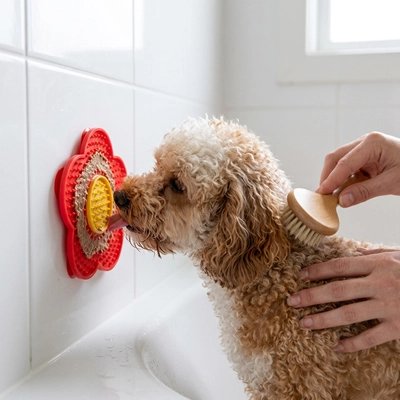 Caniche abricot qui lèche le tapis rouge fixé au mur de la baignoire pendant qu'on le brosse