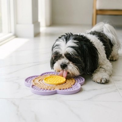 Shih Tzu noir et blanc qui lèche le tapis violet posé sur un carrelage clair