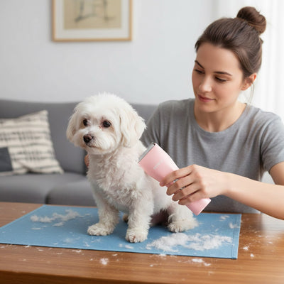 Femme qui tond un bichon blanc avec la tondeuse sans fil rose, sur un tapis bleu